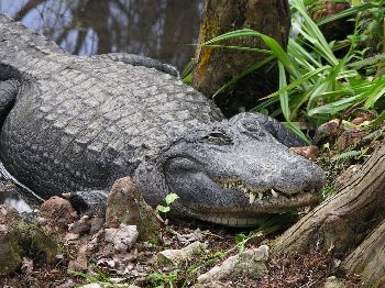 American alligator