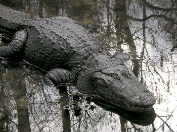 American alligator