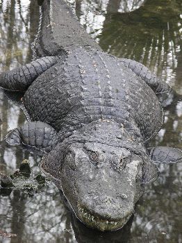 American alligator