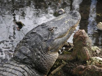 American alligator