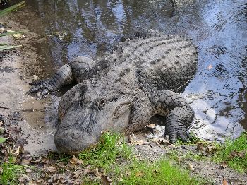 American alligator