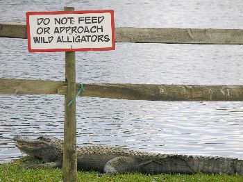 American alligator