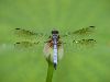 blue dasher