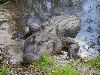 American alligator