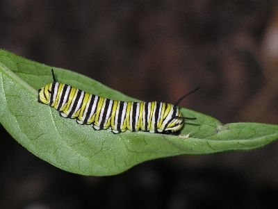 monarch caterpillar