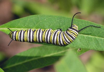 monarch caterpillar