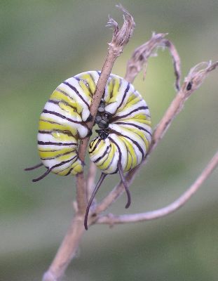 monarch caterpillar