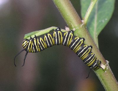 monarch caterpillar