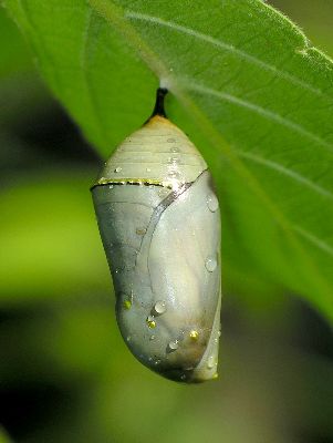 monarch chrysalis