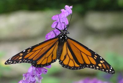 monarch butterfly on Mexican bush sage