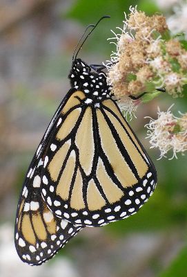 monarch on thoroughwort