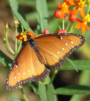 female queen butterfly