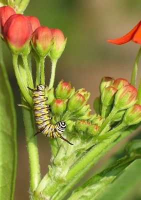 very young queen caterpillar on butterflyweed