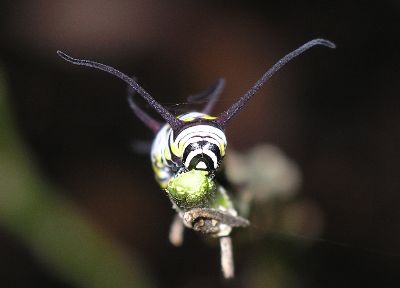 queen caterpillar