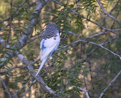 budgerigar