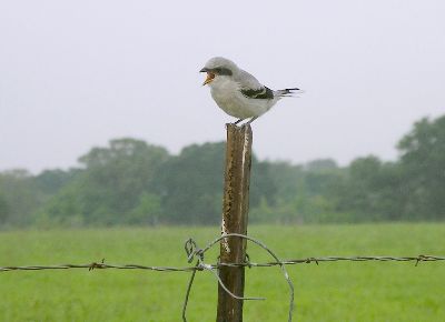 immature loggerhead shrike