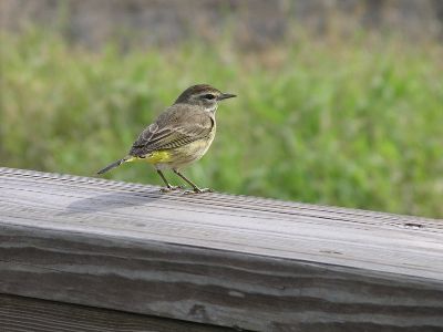 palm warbler