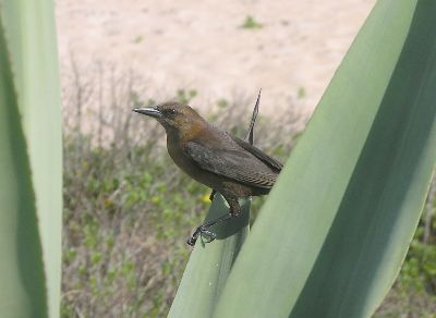 immature common grackle