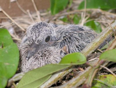 mourning dove nestling