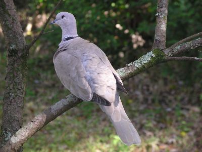 collared dove