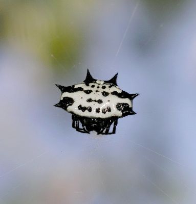 spiny-backed orb weaver