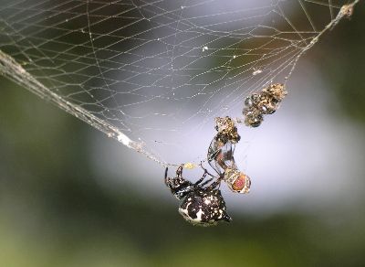 spiny-backed orb weaver with hoverfly and other prey