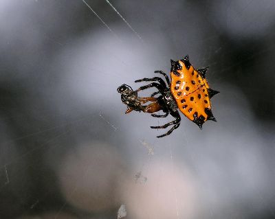spiny-backed orb weaver eating ichneumon wasp