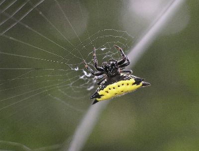 spiny-backed orb weaver