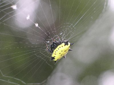 spiny-backed orb weaver