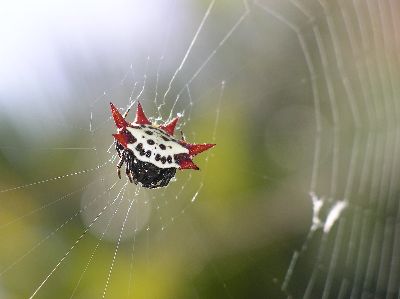 spiny-backed orb weaver