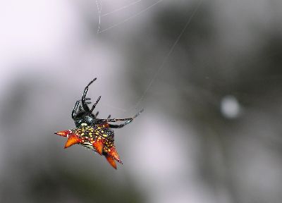 spiny-backed orb weaver