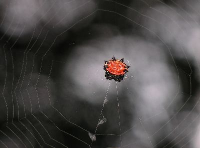 young spiny-backed orb weaver