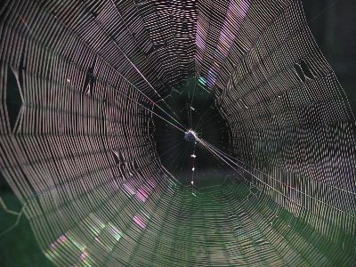 spiny-backed orb weaver in web