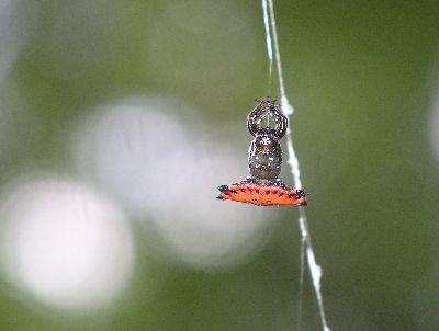 young spiny-backed orb weaver molting