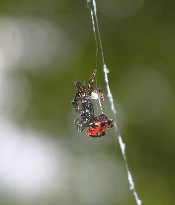 young spiny-backed orb weaver molting