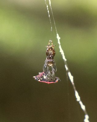 young spiny-backed orb weaver molting