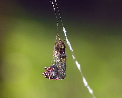 young spiny-backed orb weaver molting