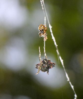 young spiny-backed orb weaver resting after molting