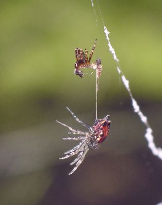 young spiny-backed orb weaver resting after molting