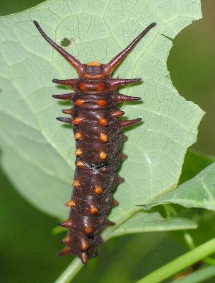 red form of pipevine swallowtail caterpillar