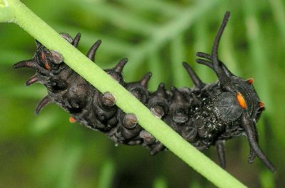 black form of pipevine swallowtail caterpillar