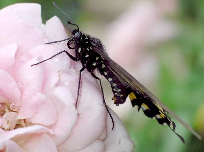 pipevine swallowtail on rose