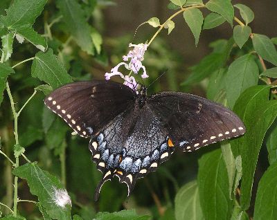 black phase female tiger swallowtail butterfly on buddleia