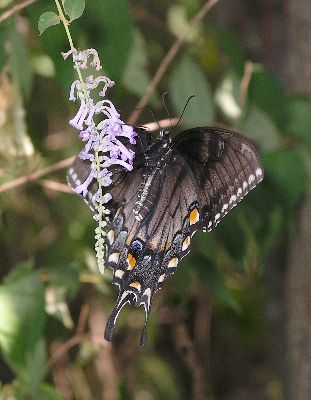 ventral view of black phase female tiger swallowtail butterfly on buddleia