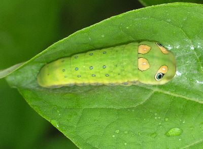 spicebush swallowtail caterpillar