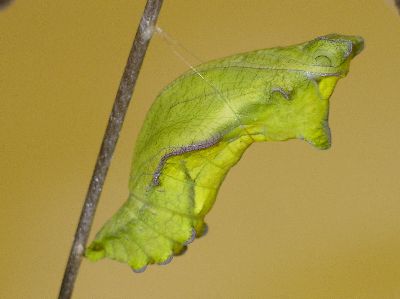 polydamas swallowtail butterfly chrysalis