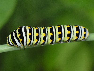 black swallowtail caterpillar on fennel