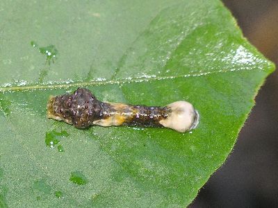 young giant swallowtail caterpillar on ash