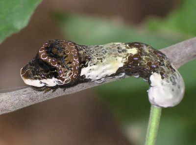 giant swallowtail caterpillar