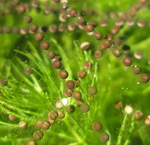 toad eggs soon after being deposited